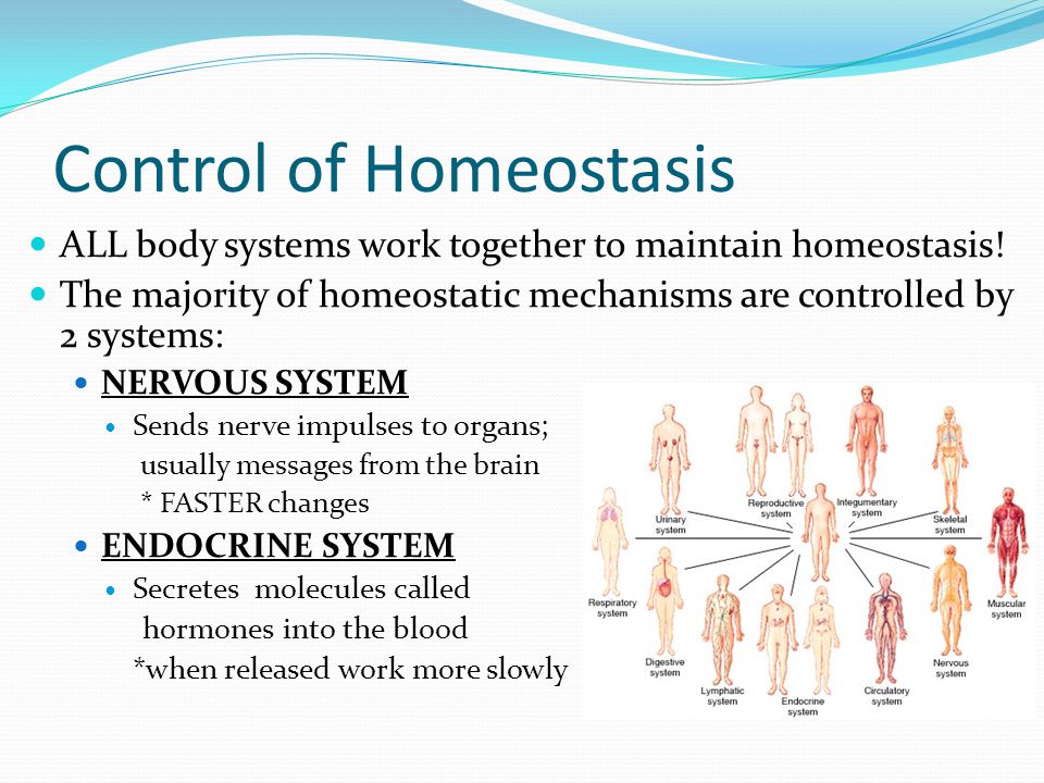 How does the body maintain homeostasis?